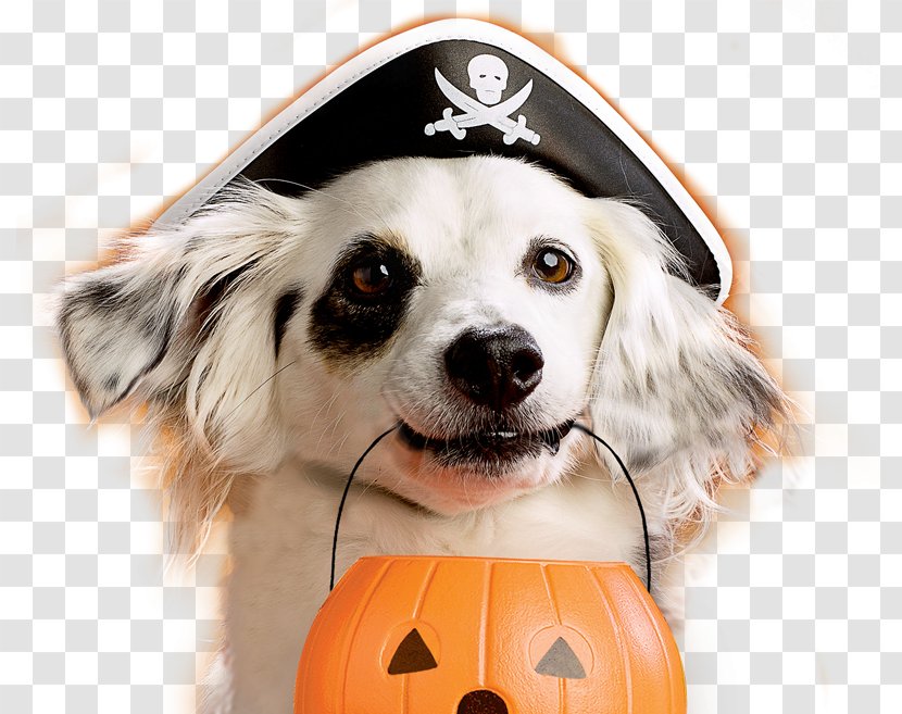 Dog Puppy Halloween Pet Costume - Bone Transparent PNG