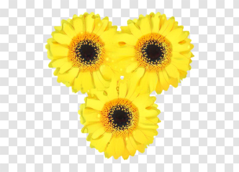 Flowers Background - Yellow - Sunflower Seed Asterales Transparent PNG