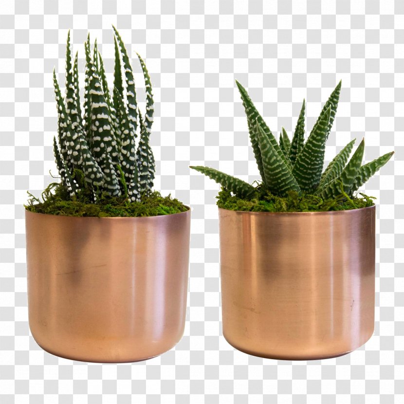 Succulent Plant Lifestyle Store Copper Decorative Arts Transparent PNG