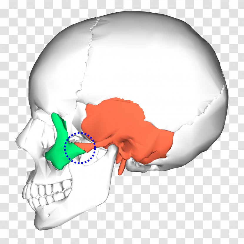 Occipital Bone Temporal Skull Sphenoid - Tree Transparent PNG
