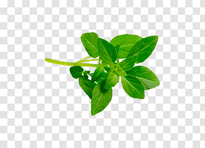 Lalab Lemon Basil Leaf Pecel Lele Transparent PNG