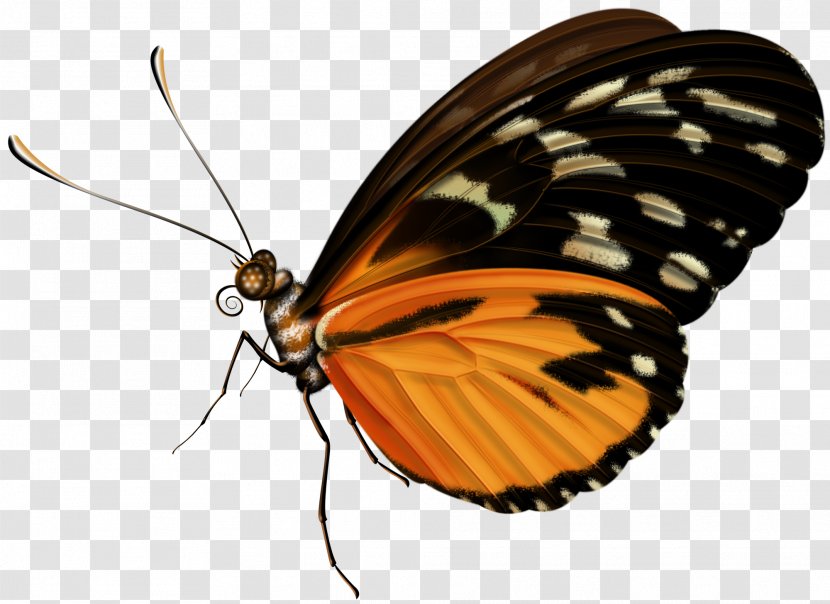 Butterfly Clip Art - Pest Transparent PNG