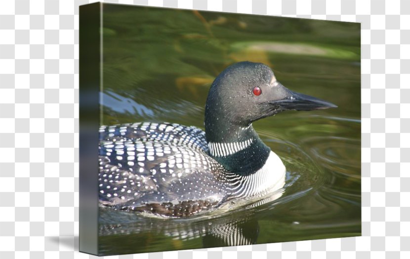 Goose Seaducks Fauna Pond Transparent PNG