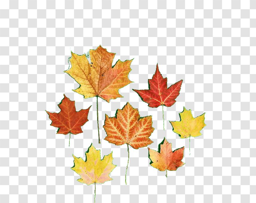 Autumn Leaf Computer File - Yellow - Leaves Transparent PNG