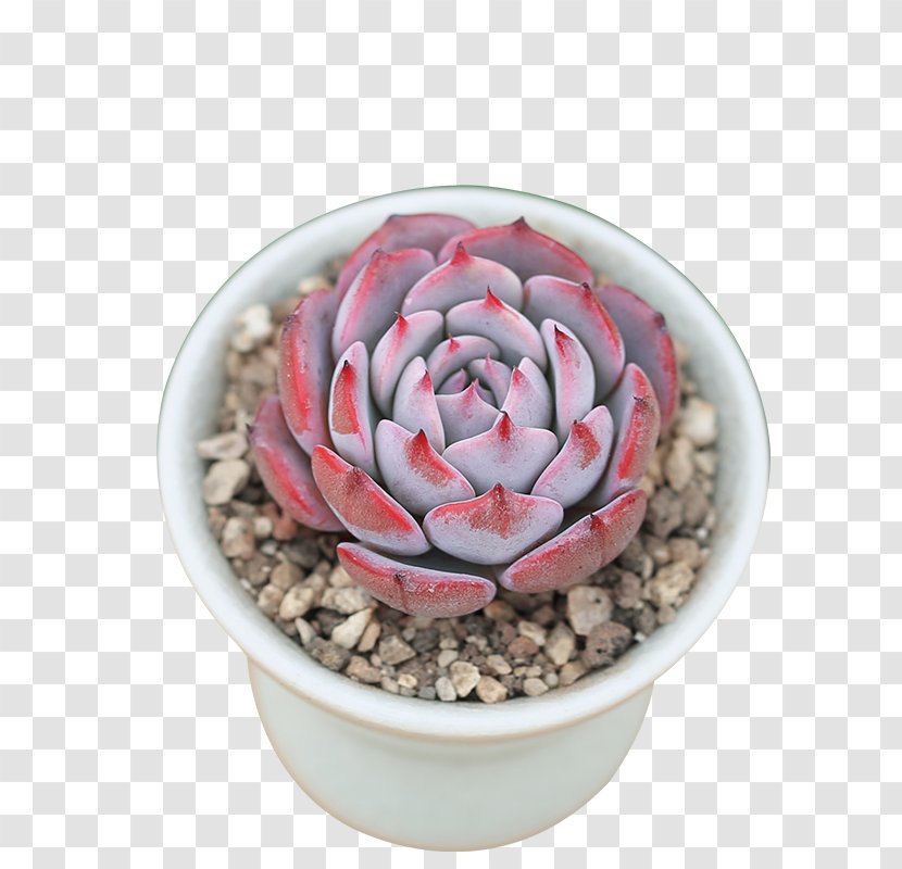 Flowerpot Citroën Cactus M Cactaceae - Plant - Flower Transparent PNG
