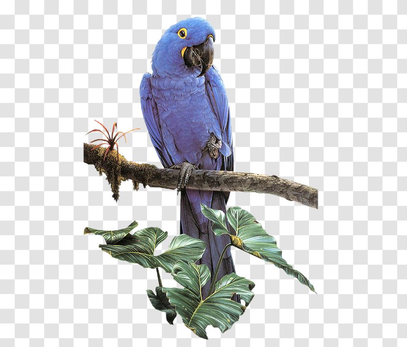 Parrot Bird - Companion - Parrots On The Branches Transparent PNG
