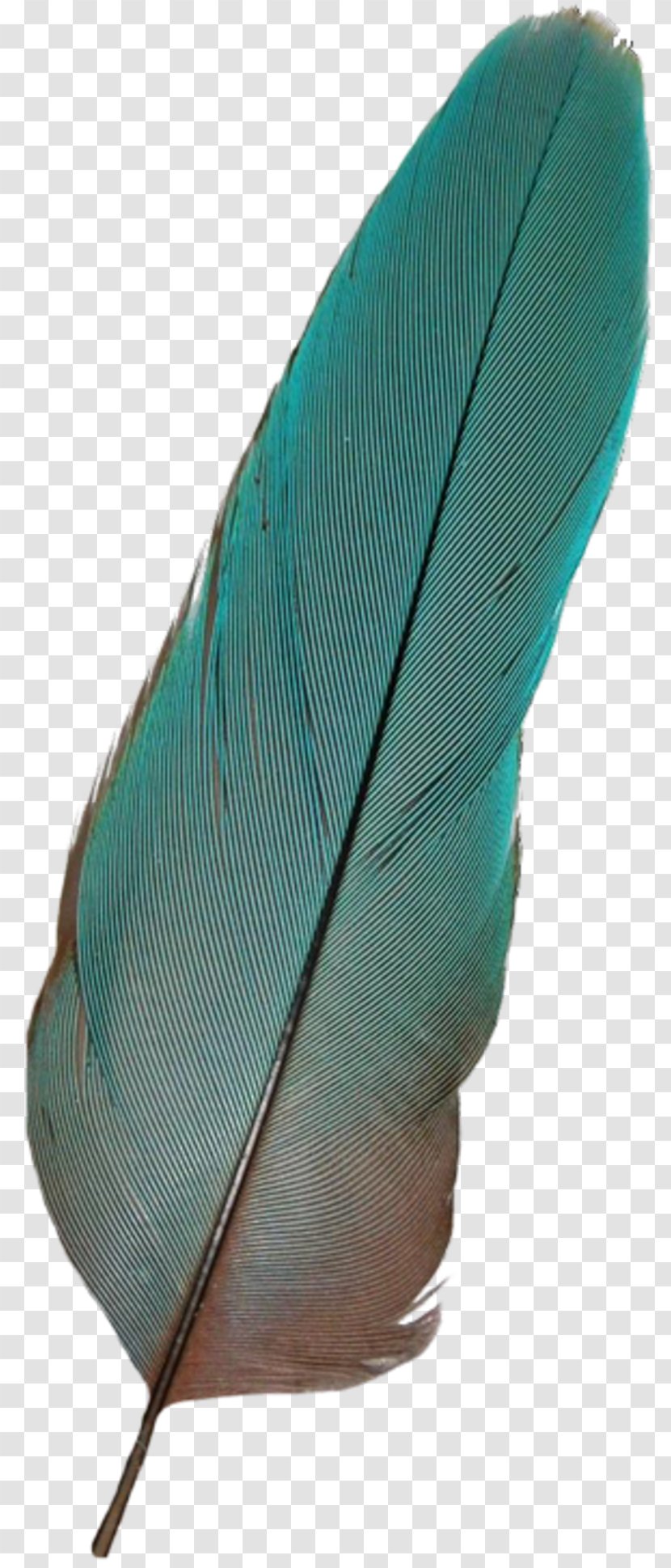 Feather Bird Common Ostrich - Turquoise - Pretty Transparent PNG