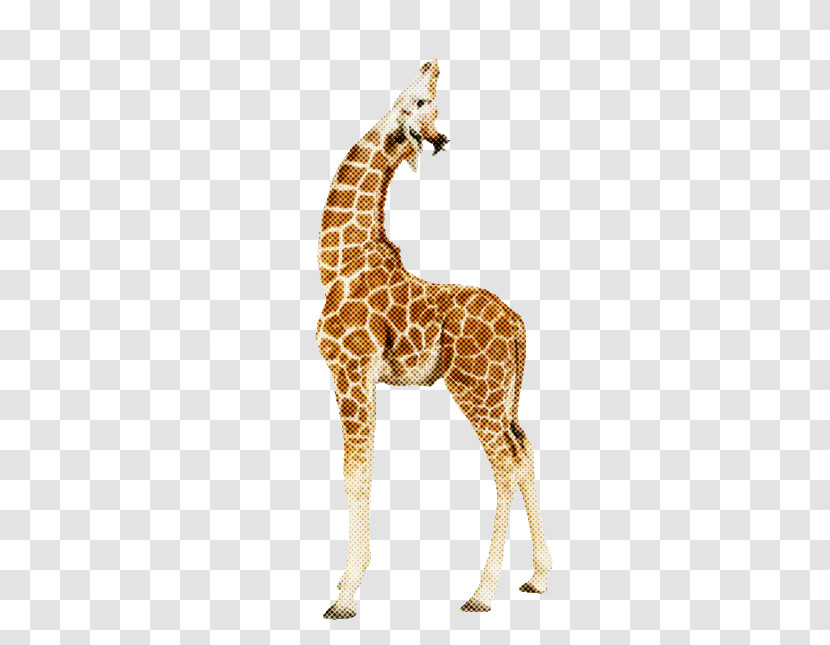 Giraffe Giraffidae Animal Figure Wildlife Snout Transparent PNG