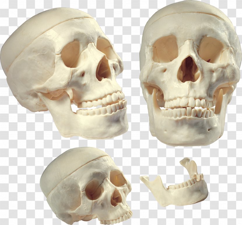 Skull Homo Sapiens Human Body Bone Tooth - Frame Transparent PNG