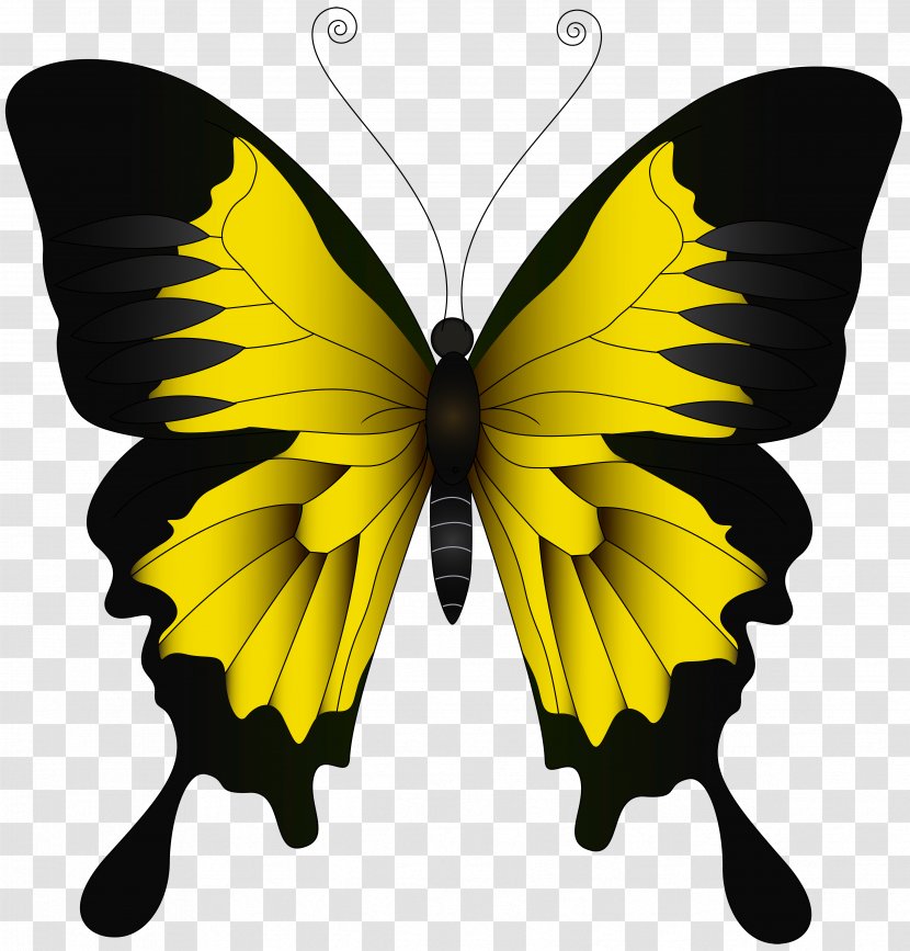 Monarch Butterfly Green Yellow - Stock Photography - Clip Art Image Transparent PNG