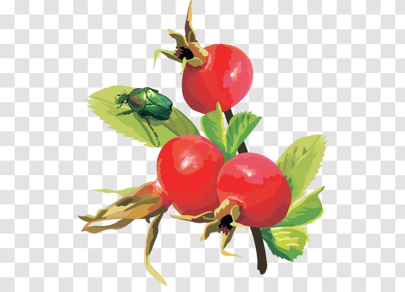 Berry Fruit Euclidean Space - Branch - Rosehips Transparent PNG
