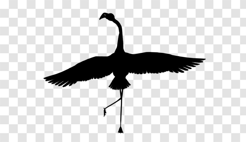 Goose Bird Crane Feather Beak - Cranelike Transparent PNG