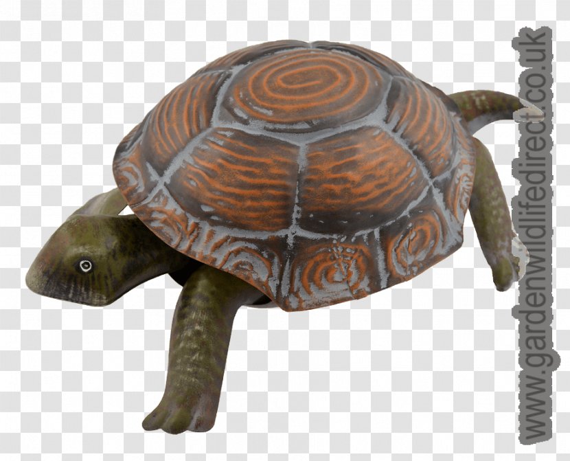 Box Turtles Tortoise Terrestrial Animal - Turtle - Hand Painted Chicken Transparent PNG
