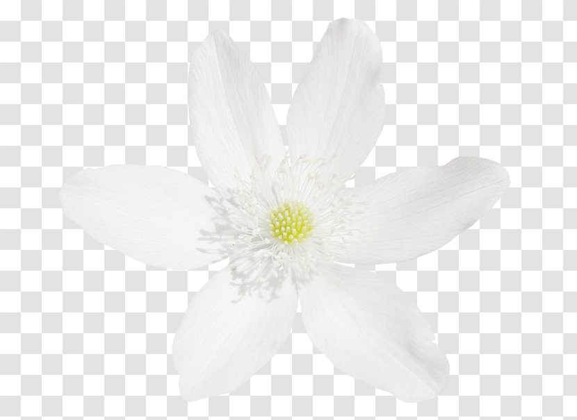 Flowering Plant Plants - Anemone - Buds Sign Transparent PNG