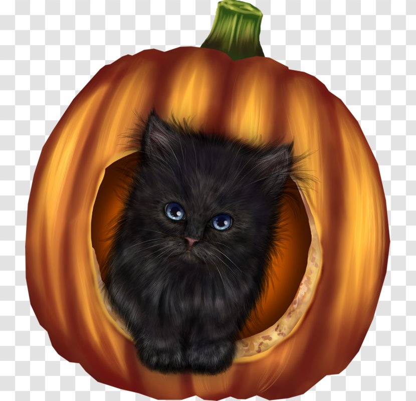Whiskers Halloween Domestic Short-haired Cat Pumpkin - Black Transparent PNG