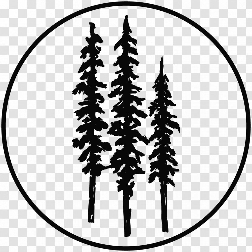 Smith River Tree Coast Redwood Drawing - Conifer - WİLD Transparent PNG