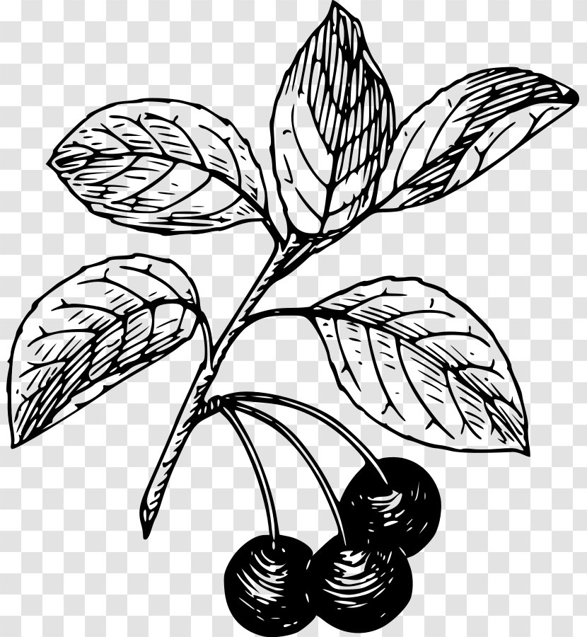 Black Cherry Bitter-berry Clip Art - And White Transparent PNG
