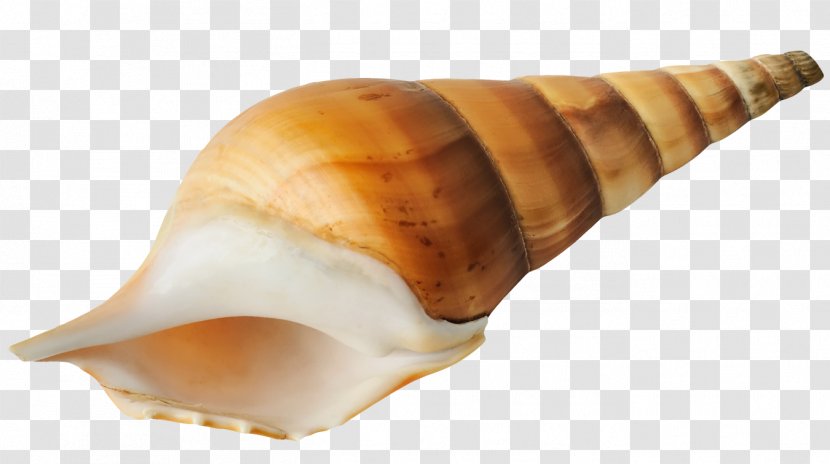 Seashell Sea Snail - Conchology - Conch Transparent PNG
