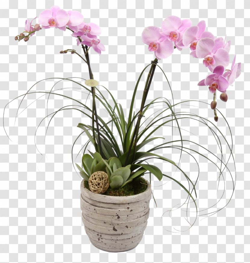 Cut Flowers Orchids Richmond Floristry - Wildflower - Orchid Transparent PNG