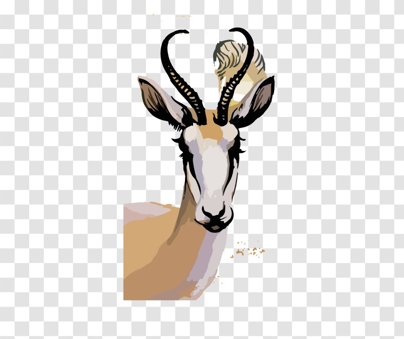 Springbok Watercolor Painting Photography Illustration - Sheepshead Transparent PNG