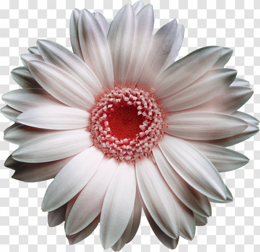 Transvaal Daisy White Flower Bouquet Yellow - Gerbera Transparent PNG
