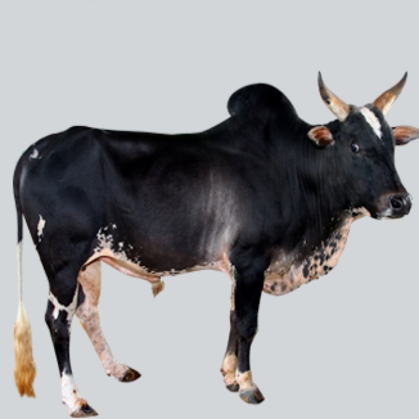 Thanjavur Umblachery Gyr Cattle Bargur Amrit Mahal - Agriculture - Cow Transparent PNG