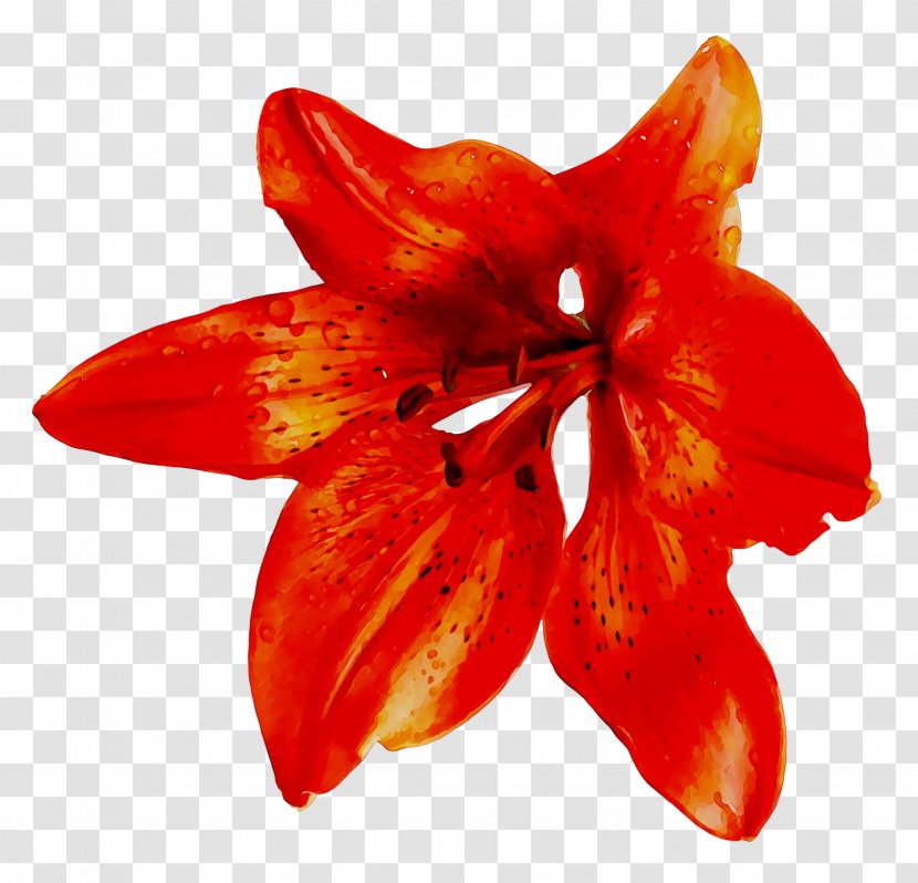 Red Banana Flower Image - Hippeastrum - Plant Transparent PNG