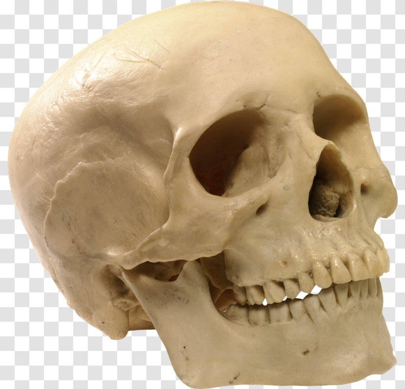 Human Skull Skeleton Transparent PNG