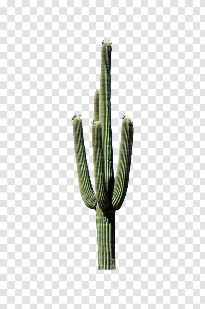 Cactaceae Plant Stem - Caryophyllales - Green Cactus Stands Transparent PNG