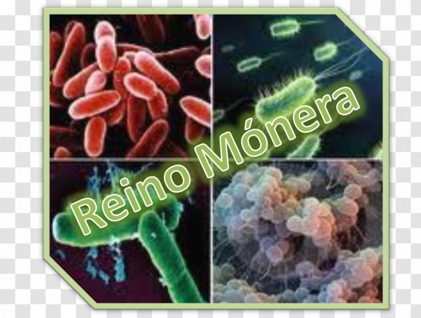 Monera Bacteria Organism Kingdom Archaeans - Bluegreen - Los Descendientes Transparent PNG