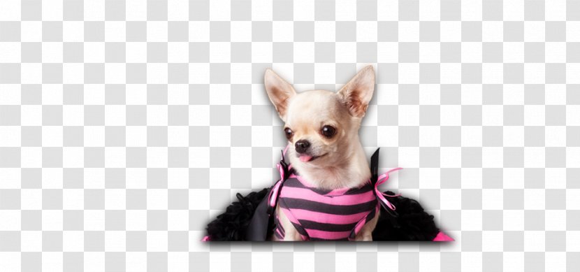Chihuahua Puppy Dog Breed Companion Toy - Ear Transparent PNG
