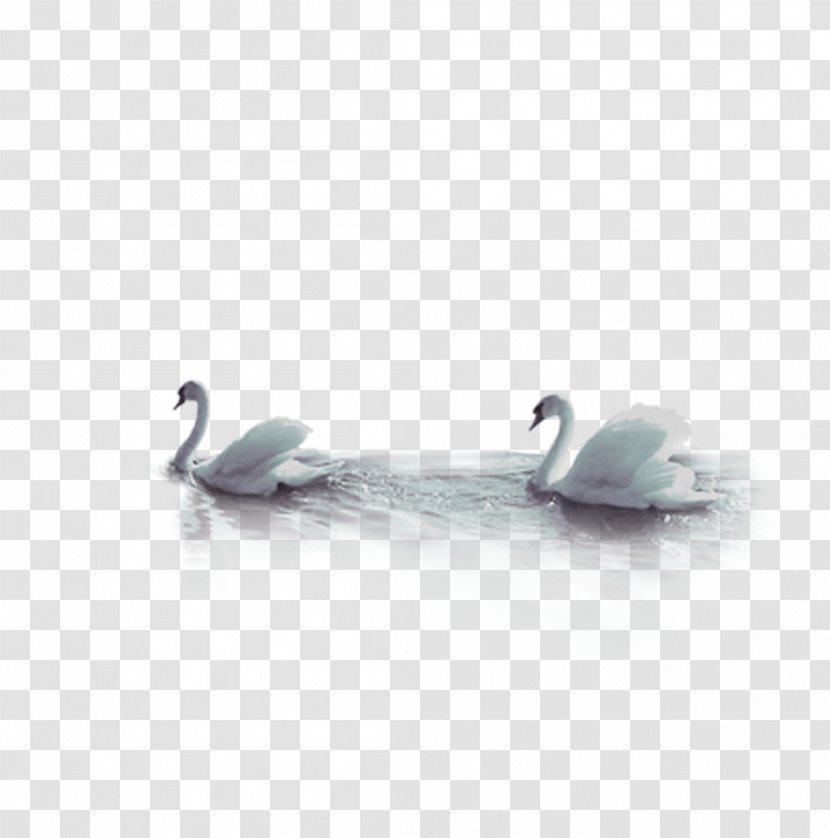 Swan Bird Goose - Turquoise Transparent PNG