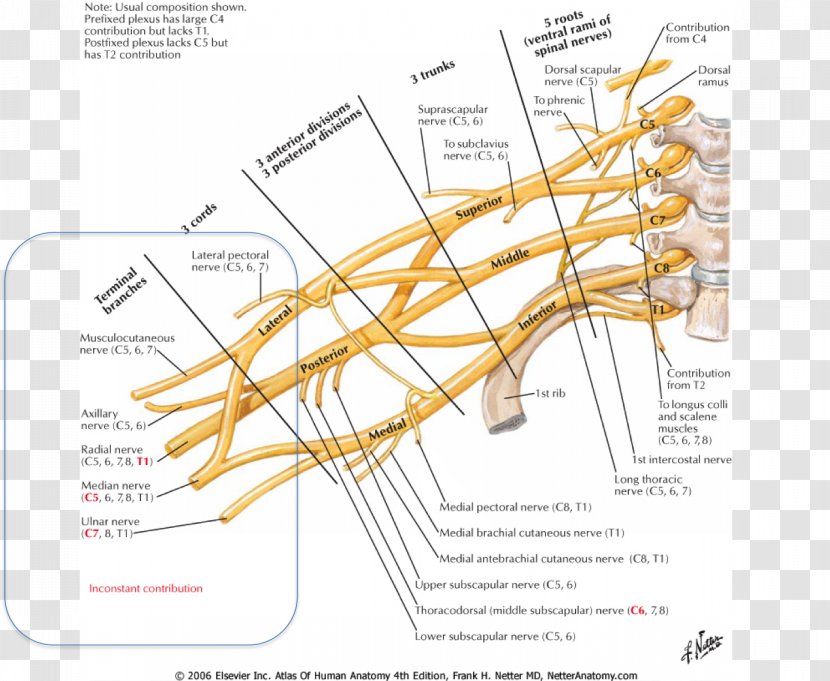 Atlas Der Anatomie Des Menschen Brachial Plexus Anatomy Brachialis Muscle - Bone - Arm Transparent PNG