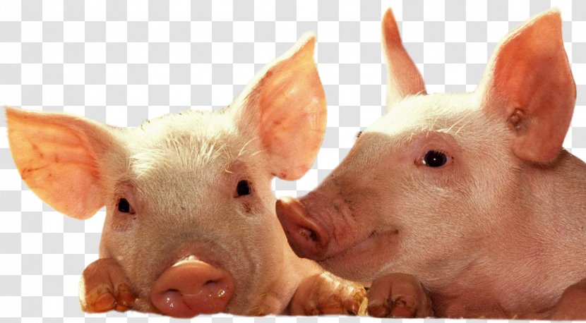 Domestic Pig Piglet Desktop Wallpaper Cattle - Display Resolution - Boar Transparent PNG