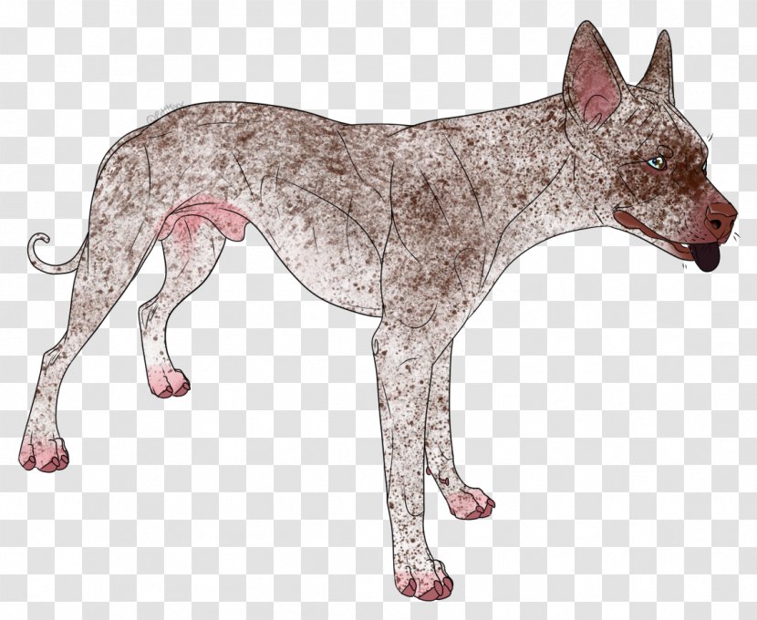 Dog Breed Mammal Canidae Carnivora - Bulldog Transparent PNG