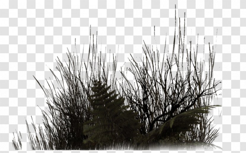 Plant Vegetation Tree Rendering - Branch Transparent PNG