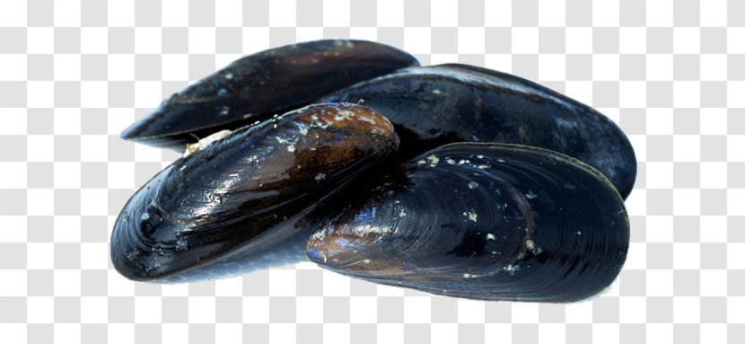 Blue Mussel Seafood Shellfish - Fish Transparent PNG