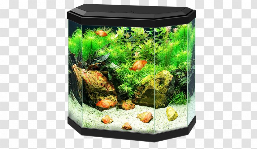 Aquariums Aquarium Filters Ciano Aqua Pet Transparent PNG