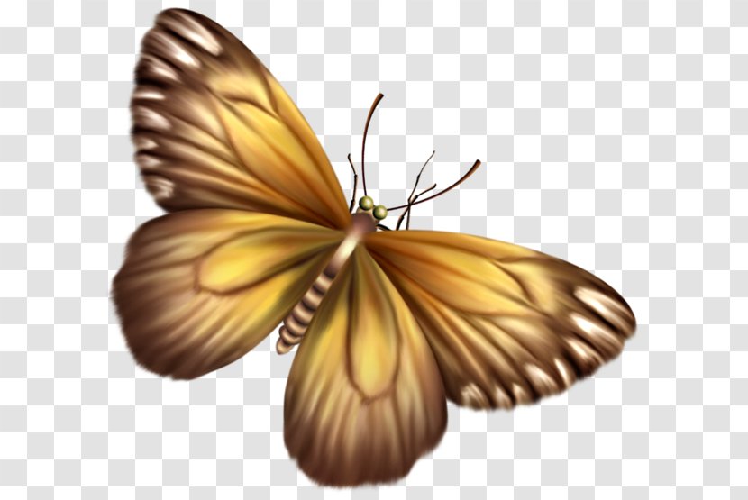 Monarch Butterfly Pieridae Drawing Transparent PNG