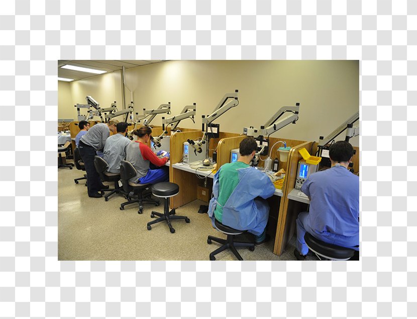 Temporal Bone Dissection Course University Of Tennessee - Memorial Day - Weekend Transparent PNG