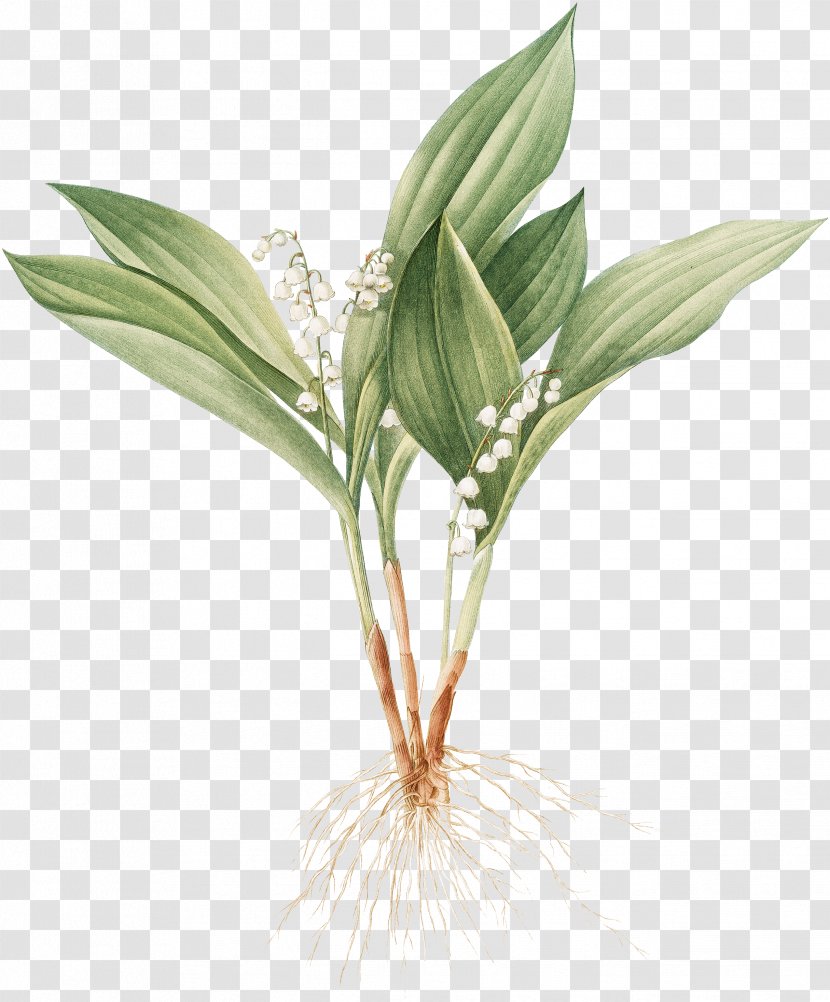The Essential D. G. Jones Poet Author Botanical Illustration Printing - Art - Lily Of Valley Transparent PNG