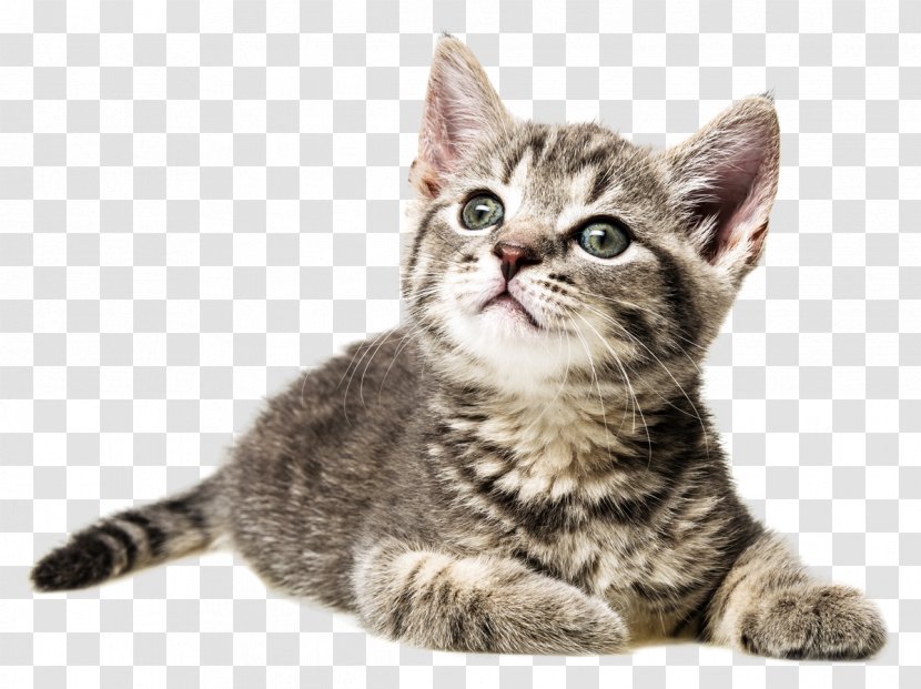 Dragon Li European Shorthair American Kitten Wirehair - Chartreux Transparent PNG