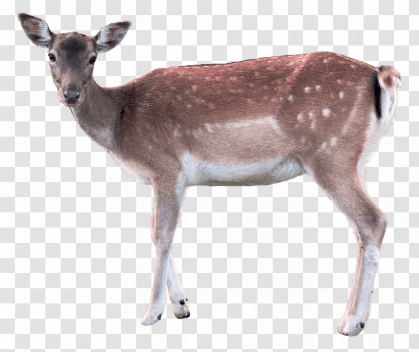 Deer Clip Art Image File Format - Reindeer Transparent PNG