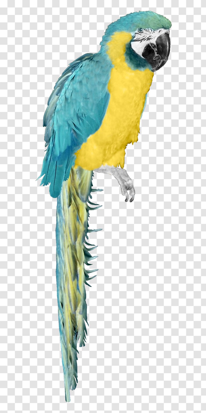Bird Parrot Atlantic Canary Clip Art - Fauna Transparent PNG