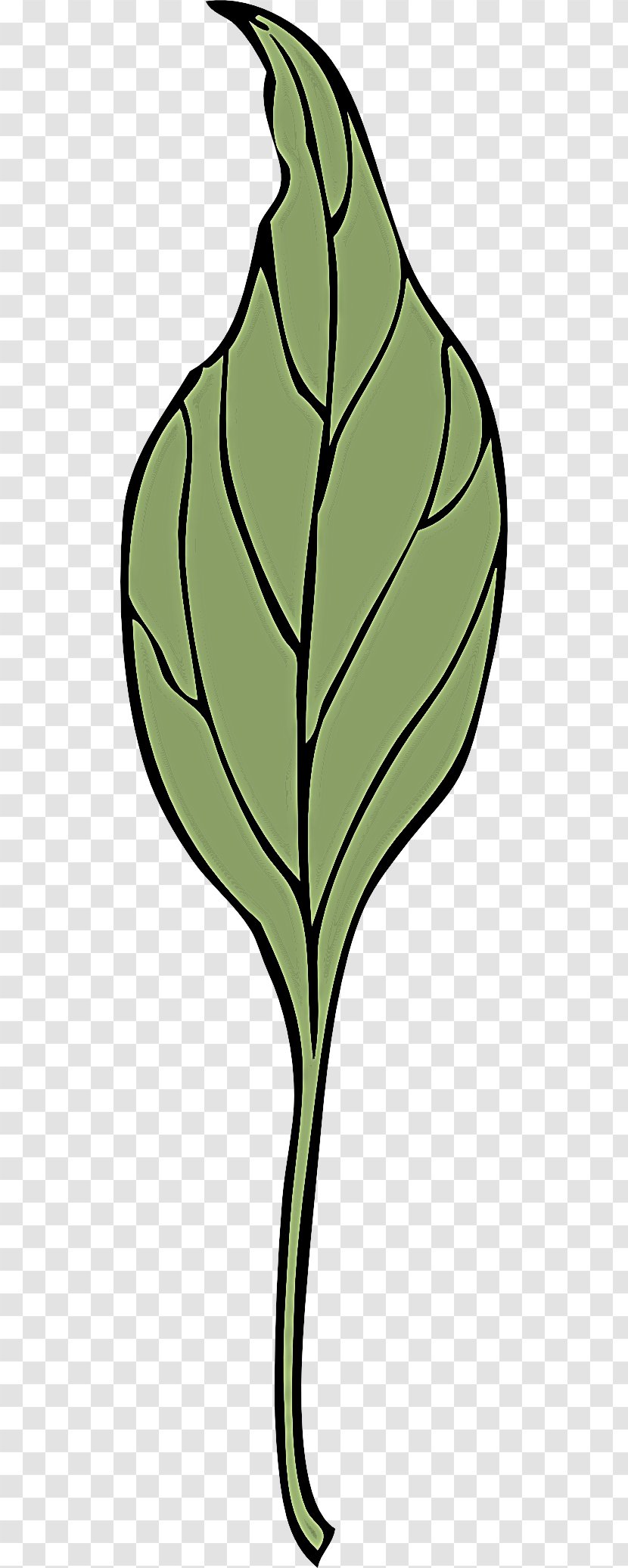 Leaf Green Plant Flower Grass - Stem Tree Transparent PNG