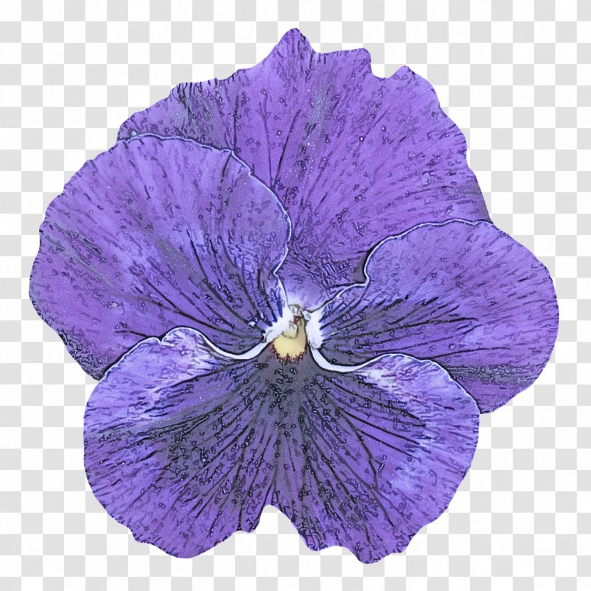 Violet Flower Purple Petal Plant - Viola - Family Transparent PNG