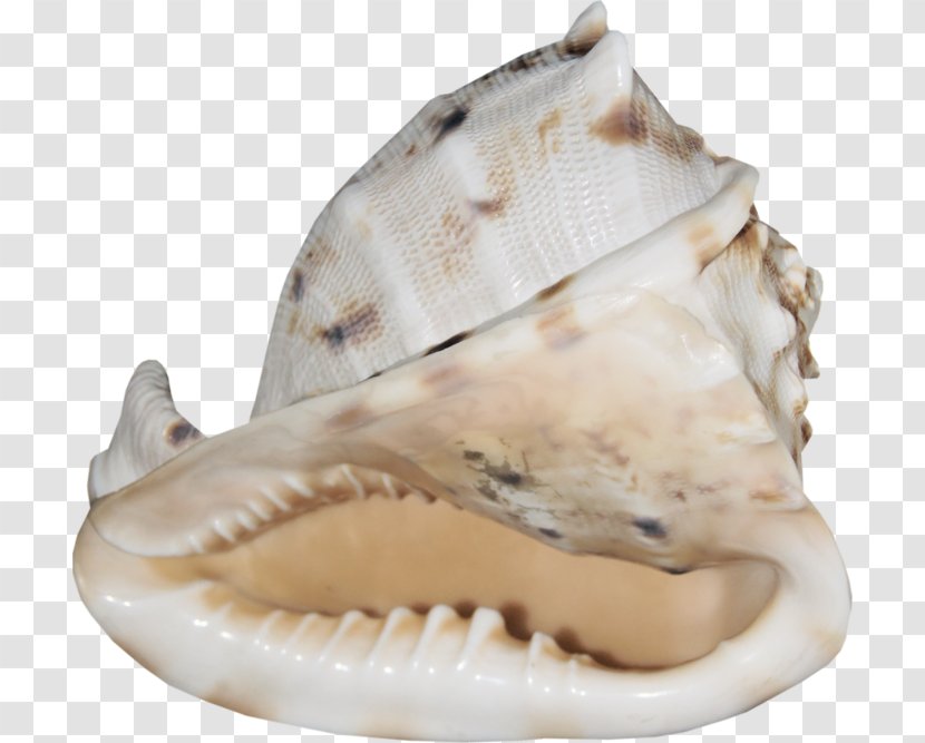 Seashell Cockle Mollusc Shell Conchology Transparent PNG