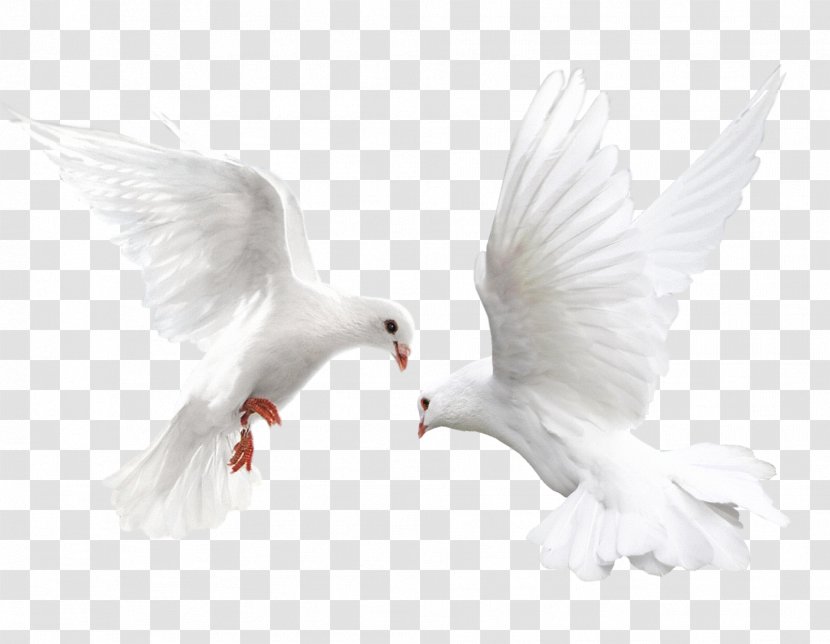 Columbidae Bird White-headed Pigeon Metallic Domestic - Water - White Transparent PNG