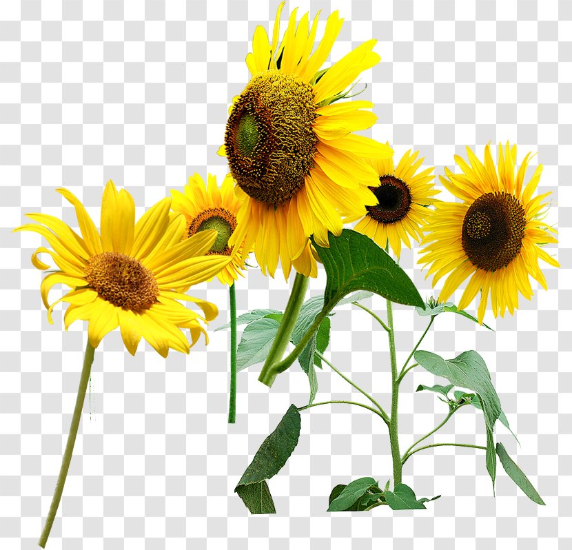 Common Sunflower Seed Kuaci - Plant - Sunflowers Transparent PNG
