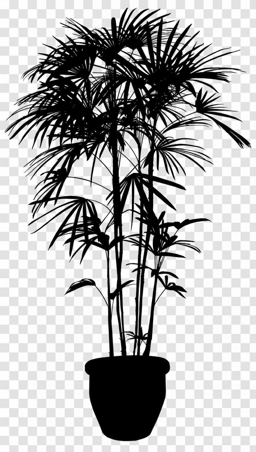 Asian Palmyra Palm Stock Photography Image Vector Graphics Plants - Flower - Paurotis Transparent PNG
